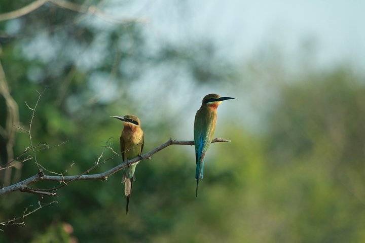 Bird Watching in Sinharaja Rain Forest | From Your Hotel - Photo 1 of 2